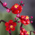 LEGO Botanicals Сливовий цвіт (10369)